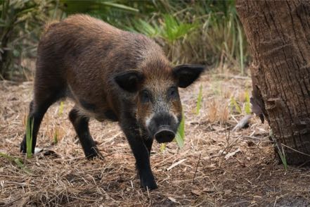 Wild Pig