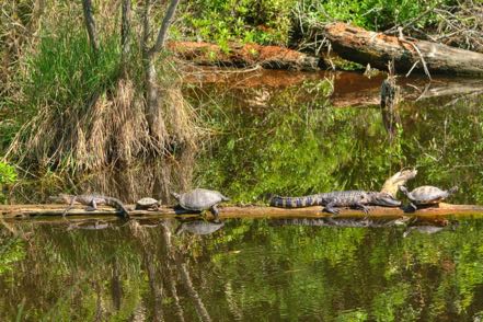 Turtles and Gators