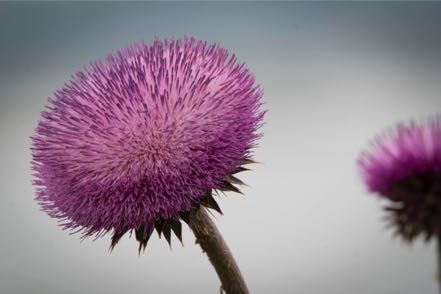 Bull Thistle