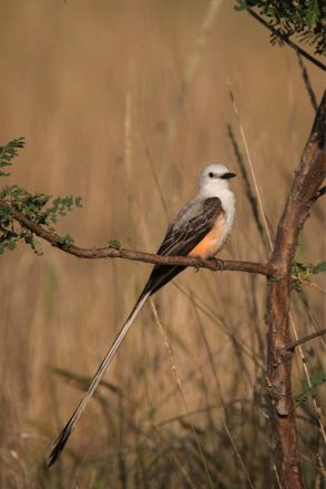 Scissor-Tailed Flycatcher