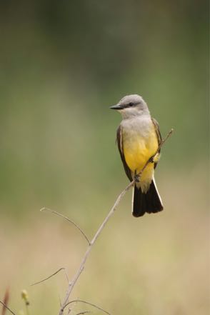 Western Kingbird