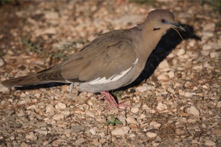 Mourning Dove