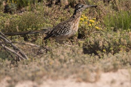 Roadrunner