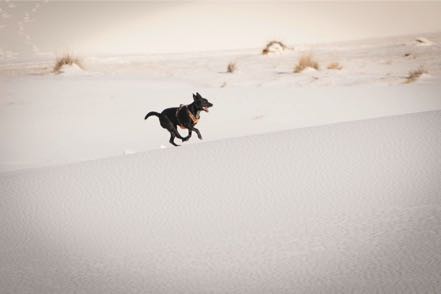 Jack at White Sands III