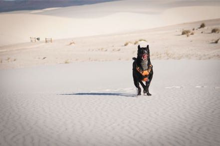 Jack at White Sands IV