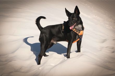 Jack at White Sands