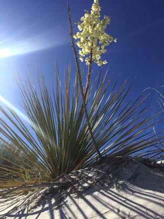 Jan's Yucca