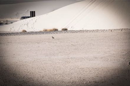 Mitzy at White Sands