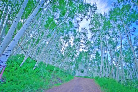 Last Dollar Road Aspens