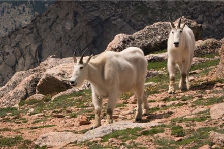 Mt. Evans Goats