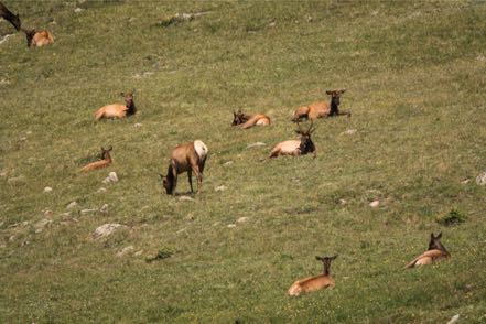 RMNP Elk