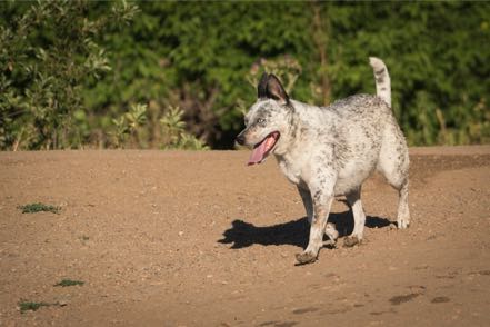 White and Speckled Pup