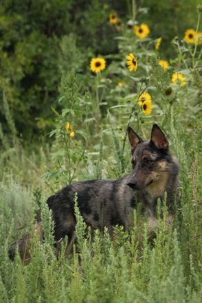 Black and Grey in Sunflowers