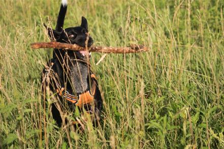 Big Stick Jack