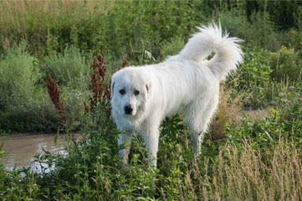 Fluffy Pup