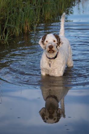 Reflecting Ernie