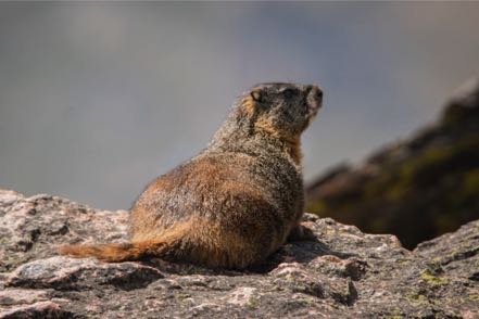 Marmot