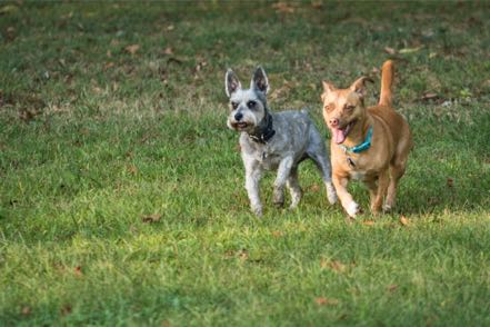 Mitzy and Buddy