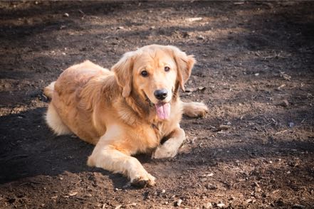 Resting Golden