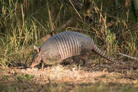 Armadillo