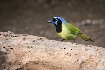 Green Jay