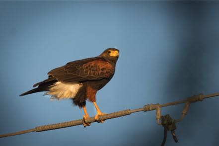 Harris's Hawk