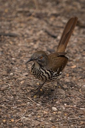 Long-Billed Thrasher