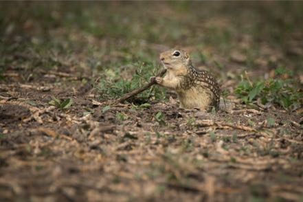 Mexican Ground Squirrel