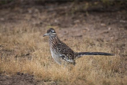 Roadrunner