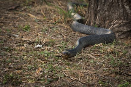 Texas Indigo Snake