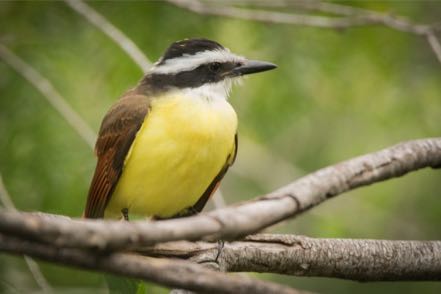 Great Kiskadee