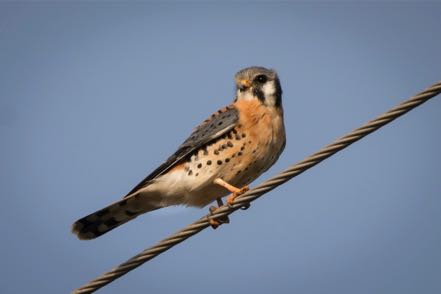 Kestrel