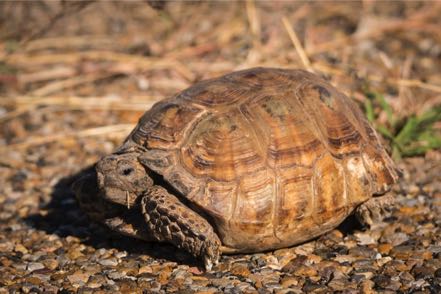 Texas Tortoise