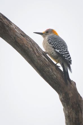 Golden-Fronted Woodpecker