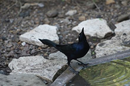 Great-Tailed Grackle