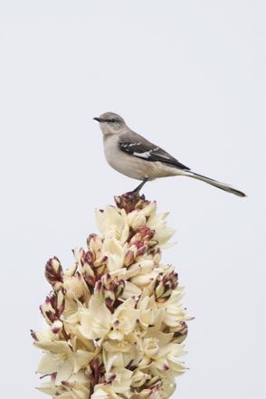 Mockingbird on Yucca Flower