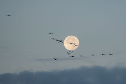 Sandhill Cranes with Moon