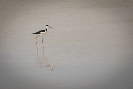 Black-Necked Stilt