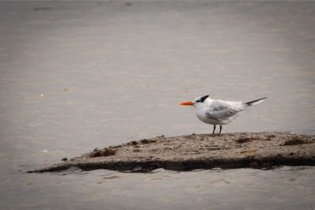 Royal Tern