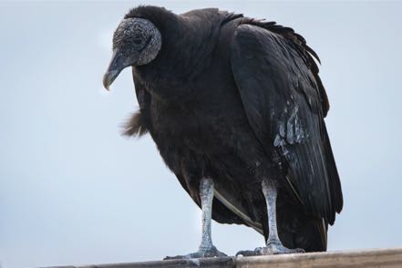 Black Vulture