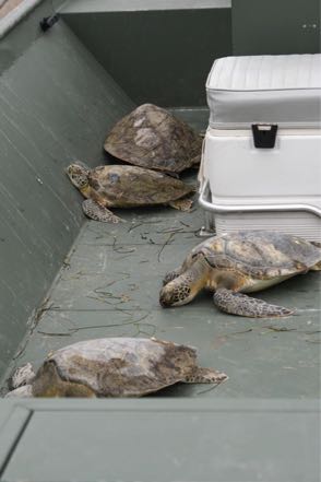 Four Saved Green Turtles