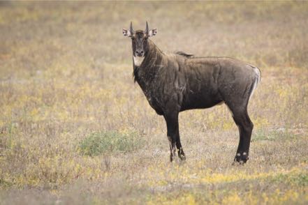 Handsome Nilgai