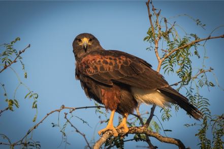 Harris's Hawk II