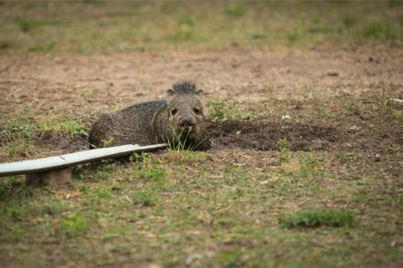 Javalina