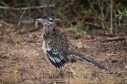 Roadrunner