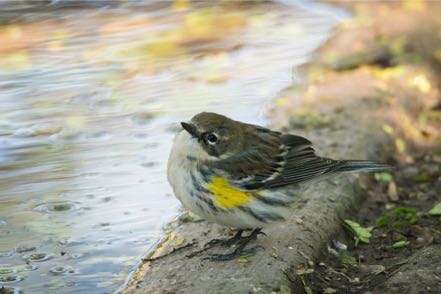 Yellow-Rumped Warbler (Male Myrtle)