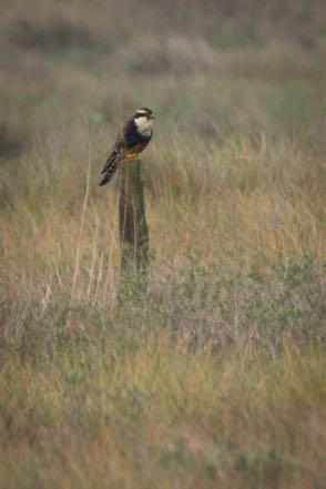 Aplomado Falcon