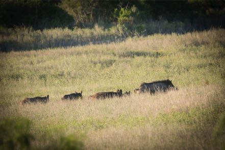 Feral Pigs