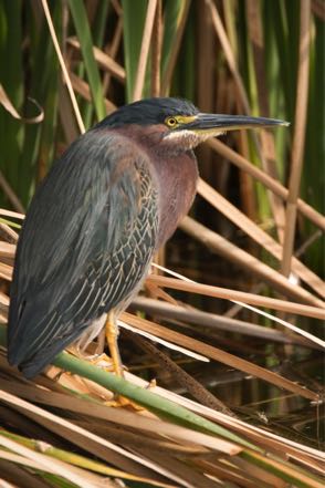 Green Heron