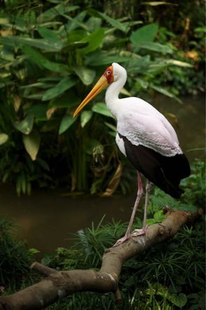 Bird Park 10